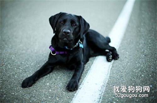 拉布拉多狗狗吃那些补充营养最好？