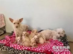 两只流浪狗共同哺育9只小奶狗，可鉴定后发现它们无血缘...
