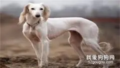 波索尔犬的饲养方法?