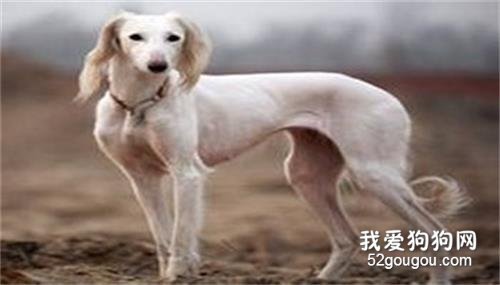 波索尔犬的饲养办法?