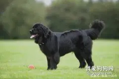 纽芬兰犬的饲养方法