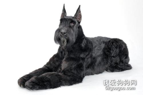 不同环境下大型雪纳瑞犬的饲养办法