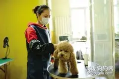 A级宠物美容师谈宠物美容行业