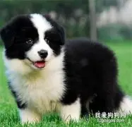 边牧的日常打理