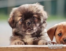 专家教你如何训练西藏猎犬
