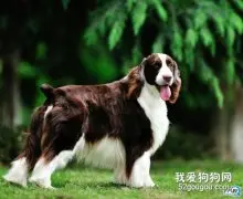 如何训练英国史宾格犬大小便