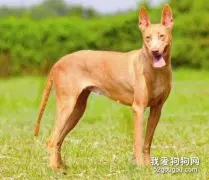 如何训练法老王猎犬大小便