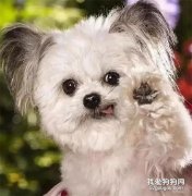 世界上最小的治愈犬，这是吃可爱多长大的狗子吧！