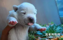 刚出生的小狗没有母乳吃，宠物羊奶粉来救急！