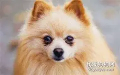 博美犬眼部护理的注意事项