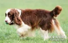 威尔斯激飞猎犬怀孕后的注意事项