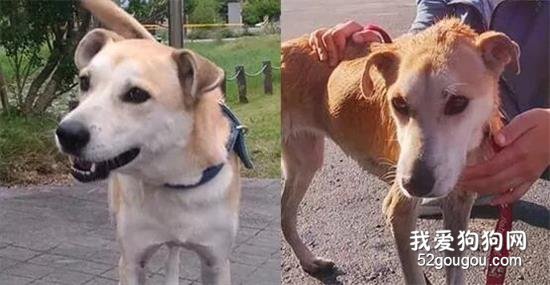 心碎对比：狗狗被弃养30天瘦成皮包骨，回不了家的它，选择了彻底离开！