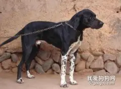【指示犬好养吗】指示犬智商 指示犬性格大揭秘