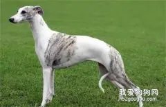 惠比特犬智商 惠比特犬性格大揭秘