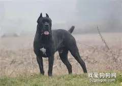 意大利卡斯罗犬智商 意大利卡斯罗犬性格大揭秘