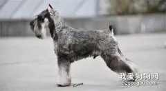 大型雪纳瑞犬智商 大型雪纳瑞犬性格大揭秘