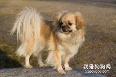 西藏猎犬智商 西藏猎犬性格大揭秘
