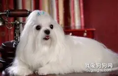 马尔济斯犬智商 马尔济斯犬性格大揭秘