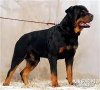 罗威纳犬智商 罗威纳犬性格大揭秘