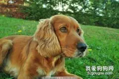 美国可卡犬智商 美国可卡犬性格大揭秘