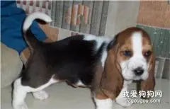 不同环境下巴吉度猎犬的饲养方法