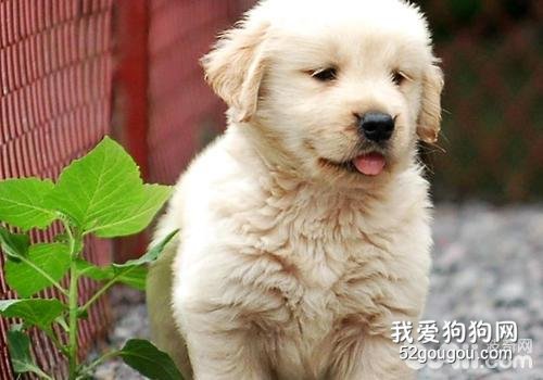 幼龄犬的健康饲养需要注意的地方