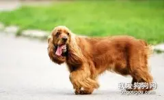 】美国可卡犬的饲养方法
