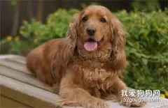 英国可卡犬的饲养方法