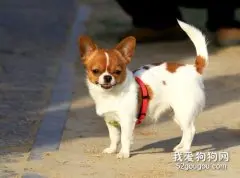 吉娃娃幼犬成长所需的营养
