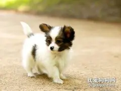 蝴蝶犬的饲养方法
