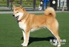 秋田犬的饲养方法