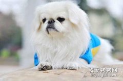 北京犬的饲养方法