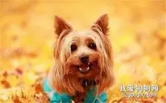 约克夏梗的饲养方法