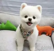 宠物营养师：小狗的喂养法则