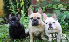 不同环境下法国斗牛犬的饲养方法