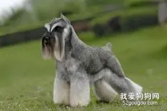 不同环境下迷你雪纳瑞的饲养方法