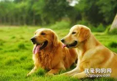 不同环境下金毛的饲养方法