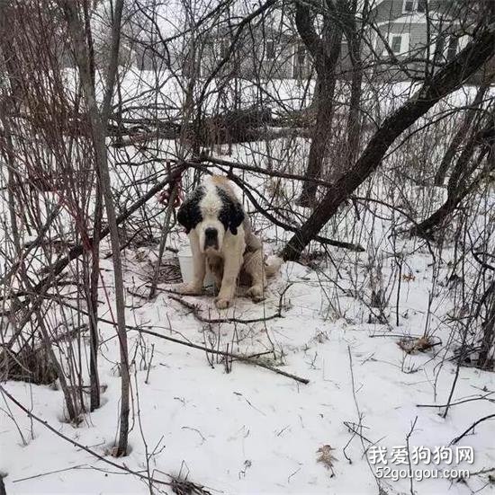 高龄老狗被困雪地里，两个星期后竟奇迹生还......