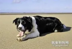 边牧犬便秘的原因和预防