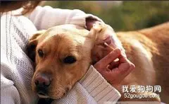 护理耳朵，警戒耳螨