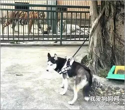 二哈被和老虎拴在一块，终于...