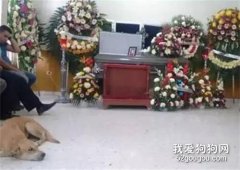 一只失踪了两周的狗狗，却突然出现在主人的葬礼上...