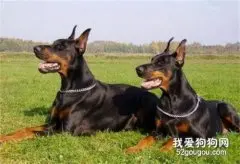 专家教你如何训练德国杜宾犬扑咬