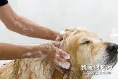 狗狗洗澡美容知识分享
