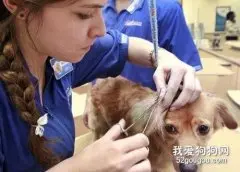 给狗狗美容的一些方法