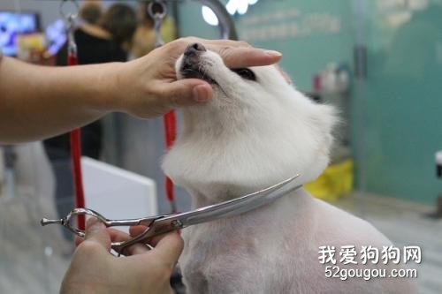 怎么样给狗狗做美容？