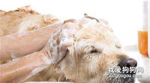 给宠物狗狗洗澡正确的方法
