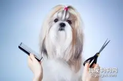 宠物狗狗美容需求与基本要求？