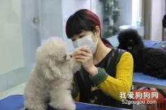 狗狗美容师、当宠物美容师好吗？听听大家都怎么说的！