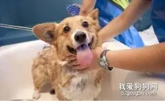 教你家庭给狗狗美容方法